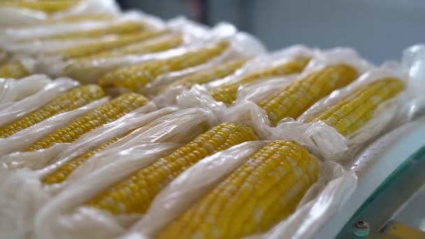 Вітрина містить варену кукурудзу в головах капусти, кожна загорнута в поліетиленовий пакет . — стокове відео