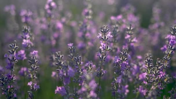 Un campo de flores de lavanda que florecen flores de lavanda fragantes de color púrpura. Cultivo de lavanda, balanceo en el viento por encima de la abeja se sienta en una flor, cosecha, ingrediente de perfume, aromaterapia. — Vídeo de stock