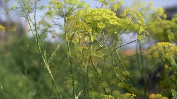 Tot ziens. Venkel. Anijs. Planten bloeien met gele bloemenkoppen groeien in het veld rollen in de wind. — Stockvideo