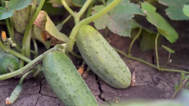 Dos pepinos maduros en el jardín o jardín, el jardinero cosecha verduras. Primer plano de una mano recogiendo fruta. — Vídeos de Stock