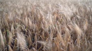 Provence 'de gün doğumunda buğday tarlası. Yakın görüş, seçici odaklanma. Güzel yaz doğa geçmişi.