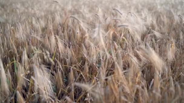 Provence 'de gün doğumunda buğday tarlası. Yakın görüş, seçici odaklanma. Güzel yaz doğa geçmişi. — Stok video