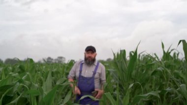 Tarımda dijital teknoloji kavramı, üniforma giymiş sakallı bir çiftçi mısır tarlasında yürüyor, bitkilere bakıyor ve tablete veri giriyor..