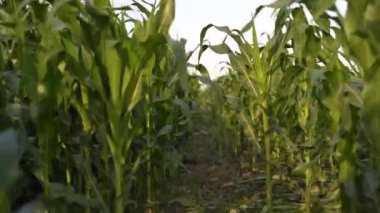 Bir tarlada taze yeşil mısır. İyi hasat. Yeşil bitkilerin içinden uçuyorlar. Yapraklar arasında geçiş.