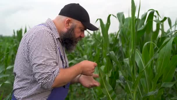 푸른 작업복을 입은 백인 목양업자는 옥수수 밭에 서서 식물을 주의 깊이 살펴보고 있다. 탐욕적 인 사업. — 비디오
