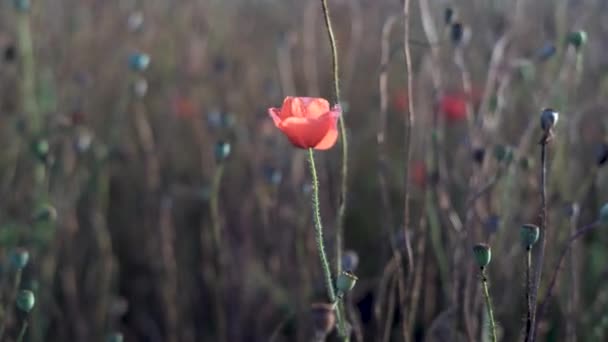 Une fleur d'une plante de pavot rouge sur un fond d'herbe sèche se balançant dans le vent. — Video