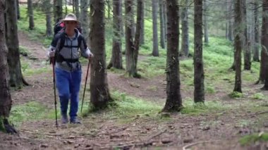 Bir gezgin bir sırt çantasıyla orman yolu boyunca yürür. Yürüyen sopalı bir turist ormanda yürüyor. Dağa tırmanırken.