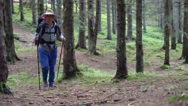 Een reiziger wandelt over een bospad met een wandelrugzak. Een toerist met wandelstokken wandelt door het bos. trekking de berg op. — Stockvideo