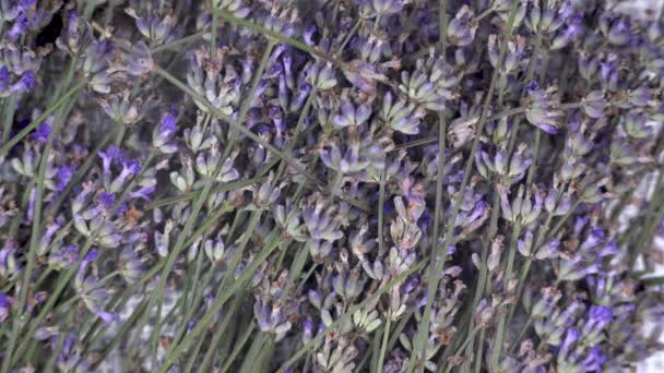 Ramas con flores secas de lavanda caen sobre la mesa. Aromaterapia y perfumería con ingredientes naturales. concepto de aroma. — Vídeo de stock