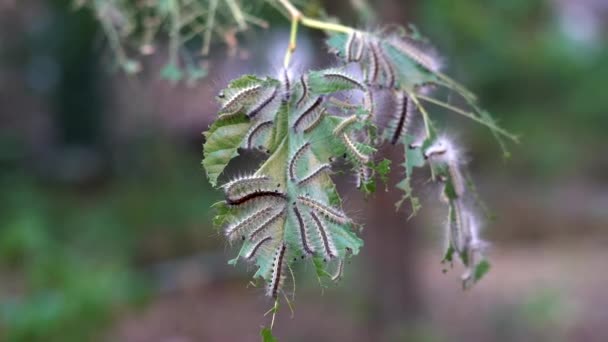 美国白蝴蝶毛毛虫吃果树的叶子. — 图库视频影像