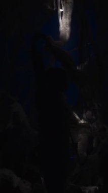 Karanlık arka planda örümcek ağındaki deli kadın. kopyalama alanı. dikey video