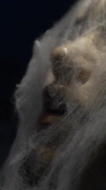 Teknoloji örümcek ağında kapana kısılmış bir kadın, yüzüne yakın çekim. dikey video