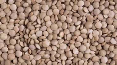 Dönen yeşil mercimekler yiyecek olarak kullanılıyor. Vegan diyeti için sağlıklı organik baklagiller. Boşluğu kopyala