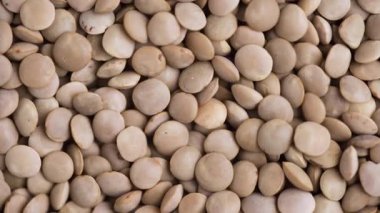 Dönen yeşil mercimekler yiyecek olarak kullanılıyor. Vegan diyeti için sağlıklı organik baklagiller.
