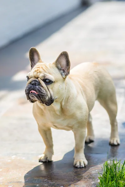 Chien Bouledogue français — Photo