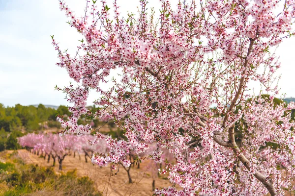 Amêndoas em flor. Alicante, Costa Blanca. Espanha — Fotografia de Stock