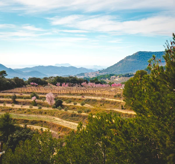 Bloeiende amandelbomen. Alicante, Costa Blanca. Spanje — Stockfoto