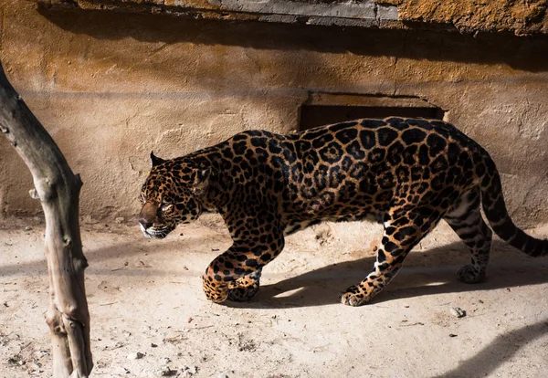 Hermoso Jaguar al aire libre —  Fotos de Stock