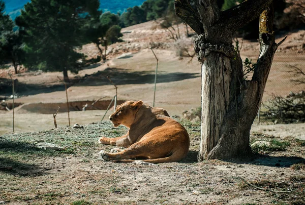 Lionne couchée sur le sol — Photo