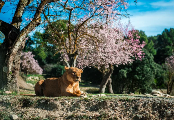 La leona yace en el suelo — Foto de Stock