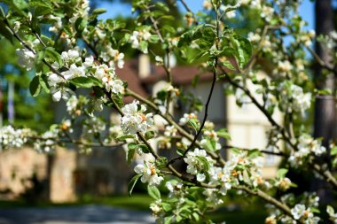 Güzel elma ağacı dalı yakın çekim