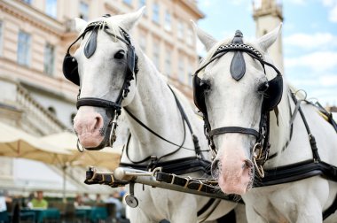 Horse-drawn carriagein Vienna, Austria clipart
