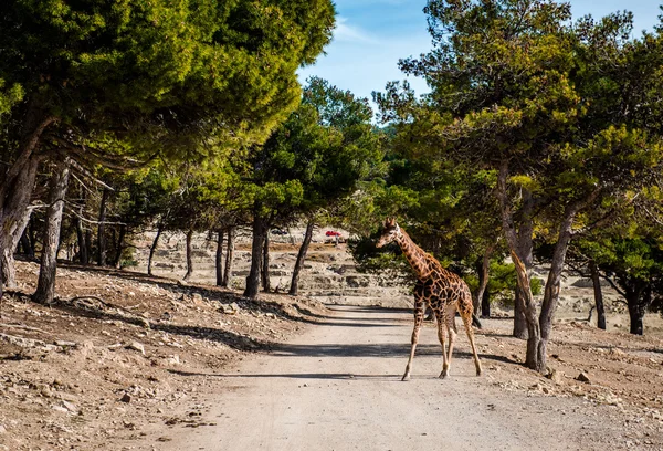 Afrikkalainen kirahvi ulkona. Espanja — kuvapankkivalokuva
