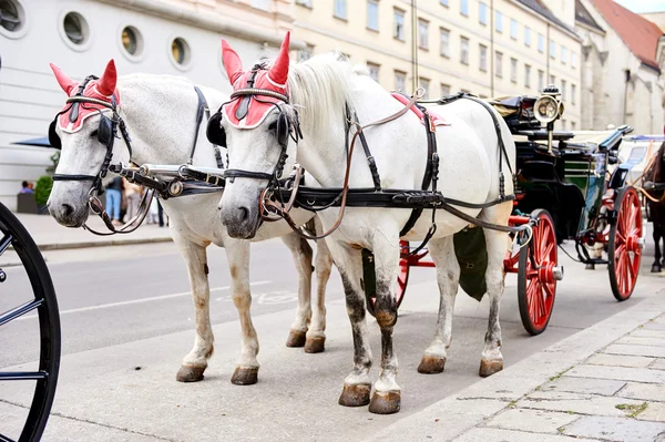 Transporte puxado a cavalo — Fotografia de Stock