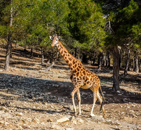 Africká žirafa venku — Stock fotografie