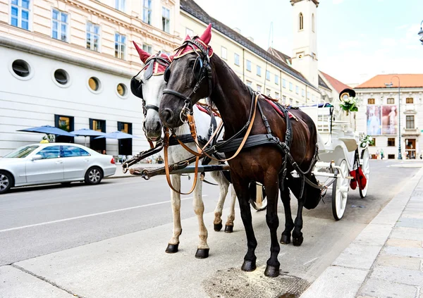 Wesele bryczką w Wiedniu, Austria — Zdjęcie stockowe