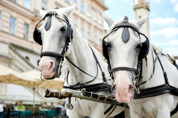 馬に引かれた carriagein ウィーン、オーストリア — ストック写真