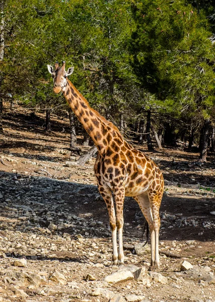 Africká žirafa venku. Španělsko — Stock fotografie