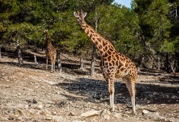 Africké žirafy venku. Španělsko — Stock fotografie