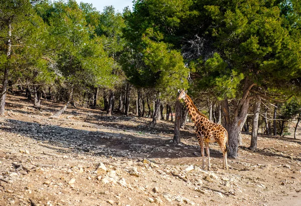 Africká žirafa venku. Španělsko — Stock fotografie