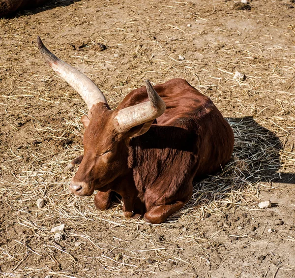 Ankole-Watusi à l'extérieur — Photo