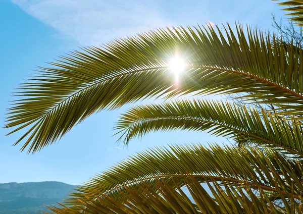 Mavi gökyüzü karşı bir palmiye ağacının yaprakları — Stok fotoğraf
