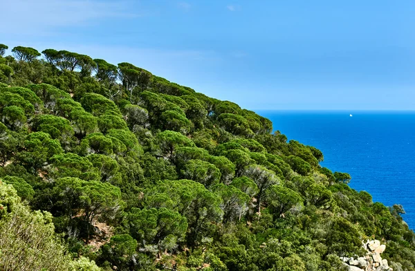 Hill of Cala Salionc, Tossa de Mar. Costa Brava, Spain — Stock Photo, Image