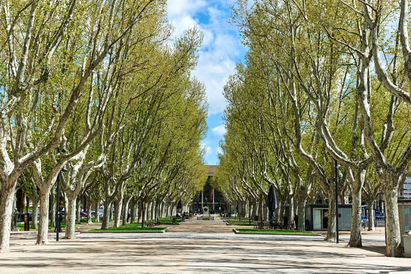 Alley in the park of Perpignan. France — Stock Photo, Image