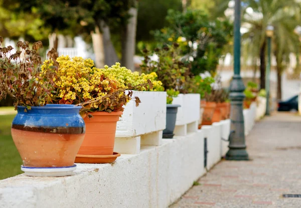 Diverse Potted Plants White Washed Border Empty City Sidewalk Street — Stock Photo, Image