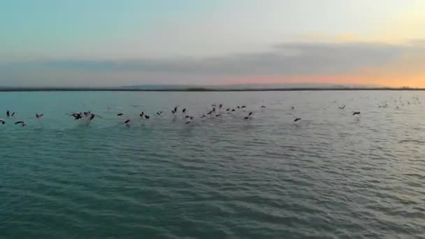 空中实时鸟瞰着盐湖水中的萤火虫群 许多美丽的鸟都有明亮的粉色和黑色的羽毛 一大早 Torrevieja Santa Pola 科斯塔布兰卡西班牙 — 图库视频影像