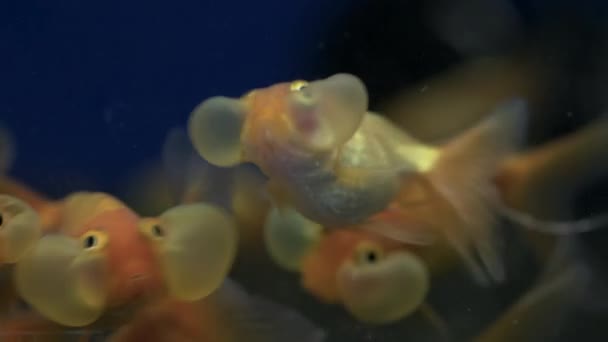 Dentro Del Acuario Mucho Bubble Eye Goldfish Especies Agua Dulce — Vídeos de Stock