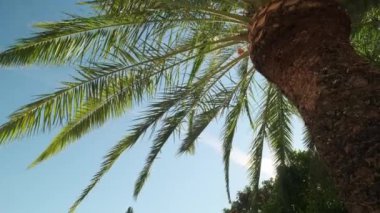 Palmiye ağaçlarının yemyeşil yaprakları mavi güneşli gökyüzüne karşı, aşağıdan yukarıya doğru. Seyahat yaz tatili, tatil konsepti