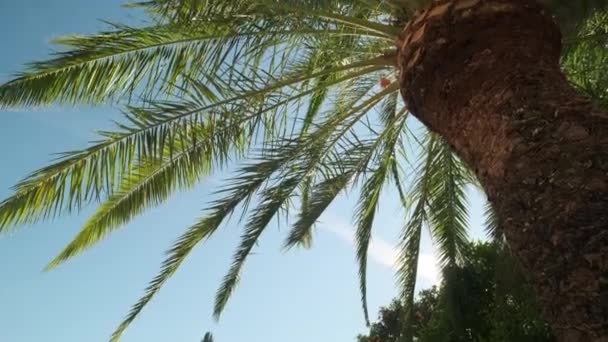 하늘을 배경으로 야자나무 무성하게 자라고 있습니다 아래에서 내려다 보이는 광경이죠 — 비디오