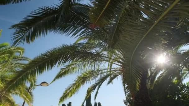 Flytta Frodig Palm Blad Mot Blå Solig Himmel Resor Sommarsemester — Stockvideo