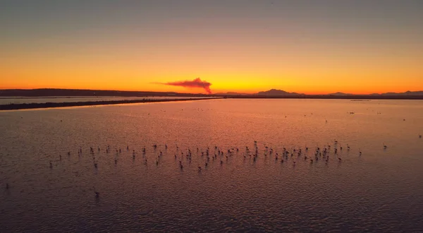 Oberhalb Ansicht Salzsee Santa Pola Mit Flamingos Vögel Bei Sonnenuntergang — Stockfoto