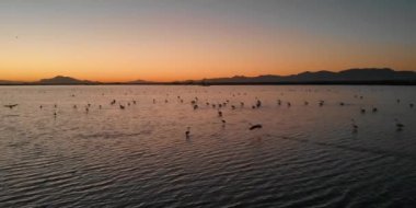 Gün batımında Santa Pola 'nın tuzlu gölüne vahşi flamingolar üşüşür. Havadan panoramik dron bakış açısı. İspanya, Costa Blanca, Alicante Eyaleti
