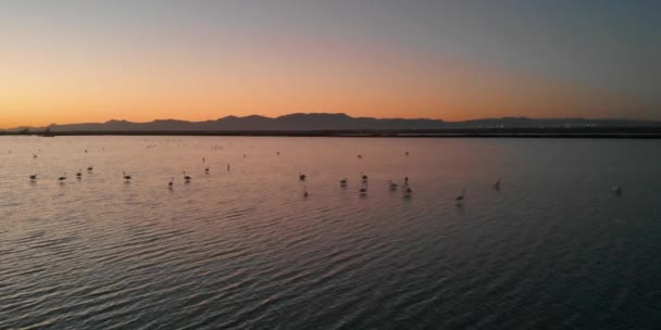 Wilde Flamingos Schwärmen Während Des Sonnenuntergangs Salzsee Von Santa Pola — Stockvideo