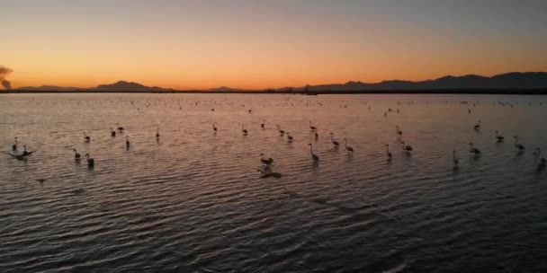 Les Flamants Roses Sauvages Volent Des Oiseaux Dans Lac Salé — Video