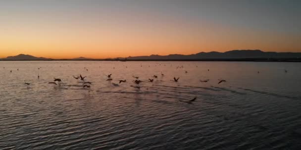 野生のフラミンゴは 日没時にサンタポラの塩湖で鳥を群れ ビューの空中パノラマドローンポイント スペイン コスタブランカ アリカンテ県 — ストック動画