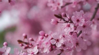 Sıcak, güneşli bir günde çiçek açan badem ağacının yakın görüntüsü. Pembe çiçeklerin çiçeği. Güney İspanya 'da ekili bahçeler